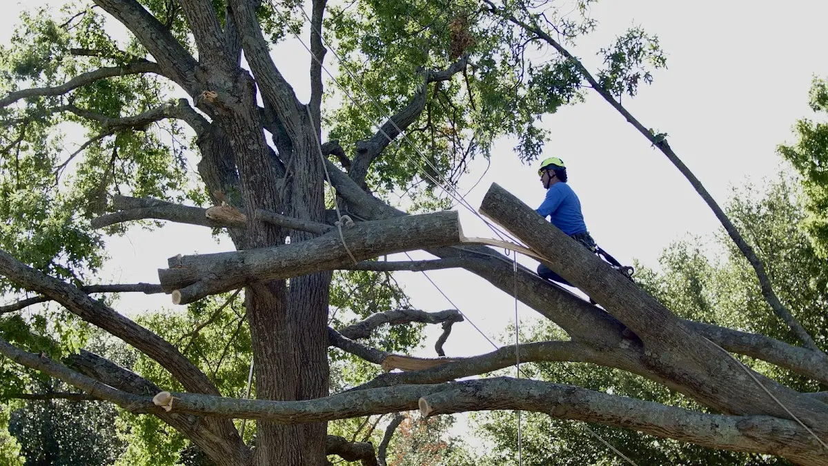 Professional Crown Thinning performed by certified arborists in Boss